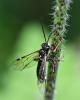 Tenthredopsis nassata
